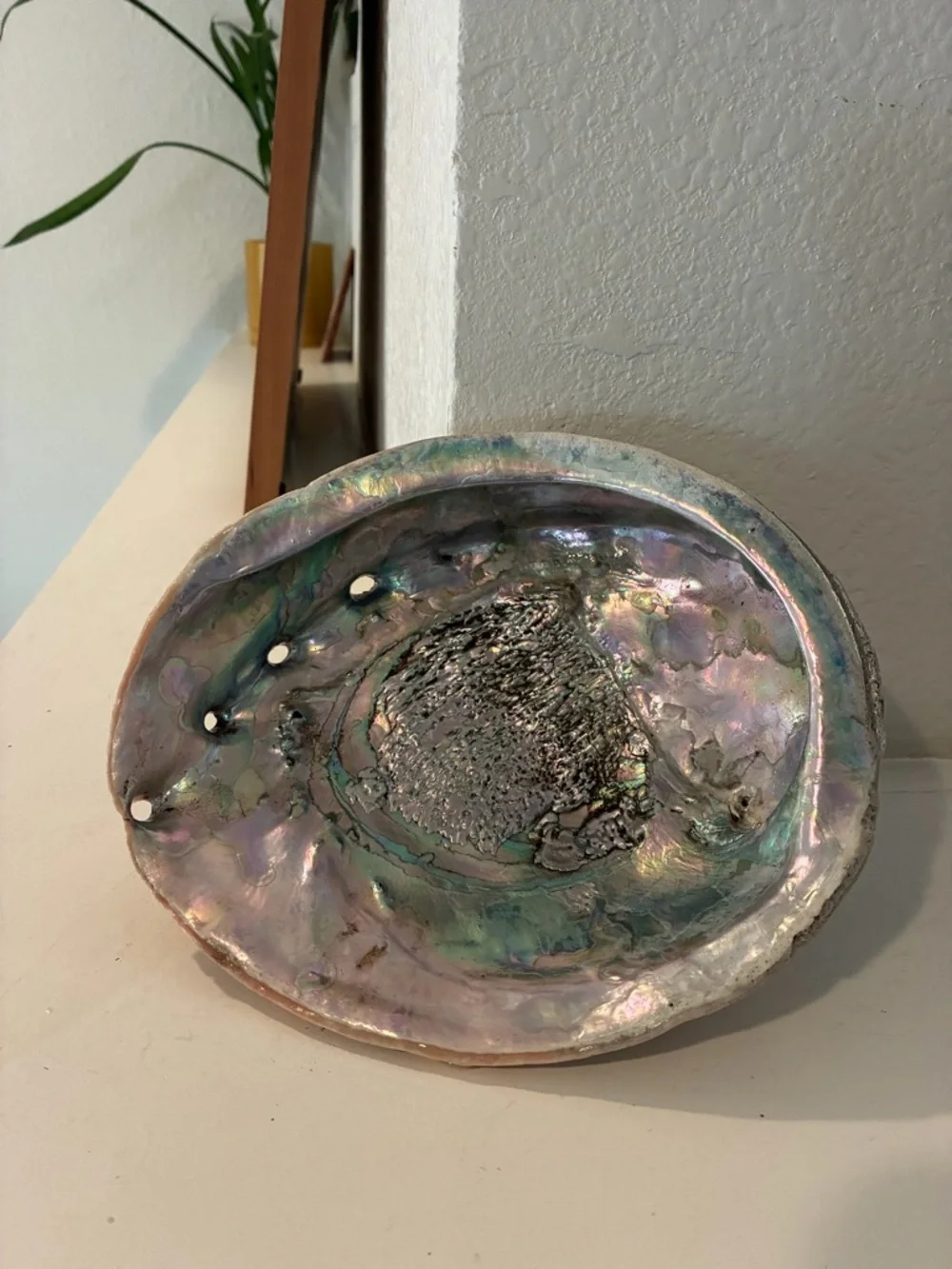 Vintage Iridescent Abalone Shell Pacific Ocean - Picture 5 of 5